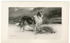 COLLIE ÁSPERO RARO ANTIGO 1894 IMPRESSÃO DE ARTE DE CACHORRO pelo Artista Arthur Wardle comprar usado  Enviando para Brazil