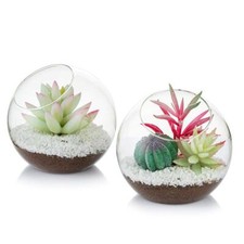Verre air plant d'occasion  Lyon I