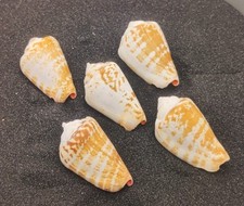 Luhu strawberry conch for sale  REDRUTH