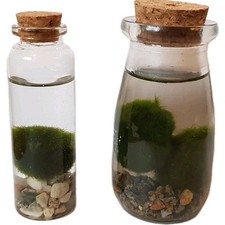 Marimo mooskugeln mini gebraucht kaufen  Schwarzenfeld