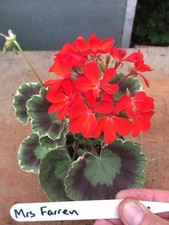geraniums for sale geraniums for sale NORTHWICH