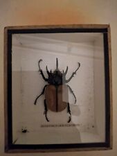 Odontolabis elegans stag for sale  SOUTHAMPTON