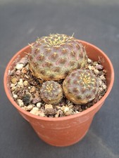Sulcorebutia rauschii gold usato  Casatenovo