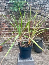 Yucca filamentosa adams for sale  LONDON