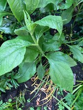 Large jerusalem artichoke for sale  LONDON
