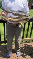 Alligator head louisiana for sale  Stratford