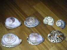 Large cowrie tiger for sale  UK