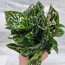 Aglaonema tom pride for sale  Reseda