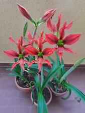 Hippeastrum aulicum exotic usato  Bagnoregio