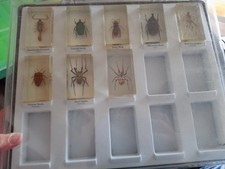 Insects resin collectable for sale  CASTLE CARY