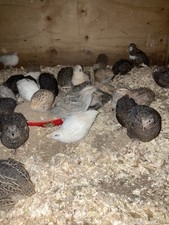 Coturnix quail eggs for sale  VENTNOR