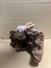 Ichibankuji reptile amphibian d'occasion  Expédié en Belgium