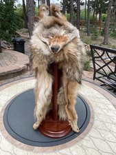 Mountain man coyote for sale  Monument
