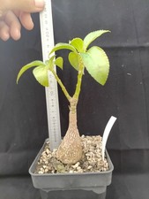 Impatiens kerriae plante d'occasion Impatiens kerriae plante d'occasion  Sainte-Croix-Volvestre