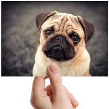 Tan pug dog for sale  SELBY