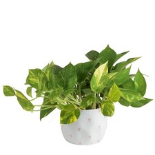 ceramic large plant 2 pots for sale ceramic large plant 2 pots for sale Hialeah