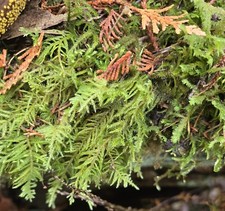 Live fern moss for sale  Sedro Woolley