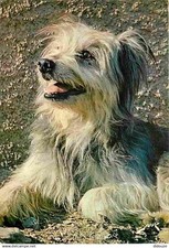 labrit pyrenees labrit d'occasion labrit pyrenees labrit d'occasion Fruges