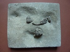 Wunderschöne seelilie zertifi gebraucht kaufen  Niederzier