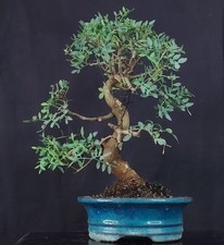 Shohin bonsai lentisco usato  Venezia