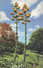 Agave americana century for sale  Sag Harbor