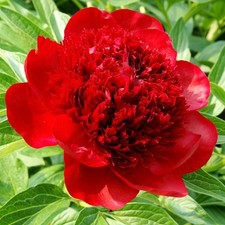 Easy grow peony for sale  Milwaukee
