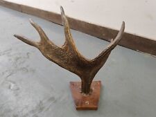 moose antlers for sale moose antlers for sale CAMBORNE
