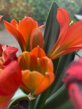 Große buschlilie clivia gebraucht kaufen  Nürnberg