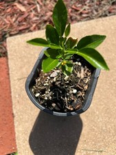 Baby lemon live for sale  Montclair