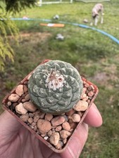 Last one strombocactus for sale  KNARESBOROUGH