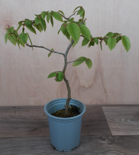 Hornbeam tree 9cm for sale  DUDLEY