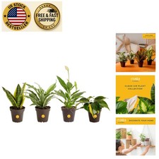 Indoor foliage plant for sale  Sunrise Beach