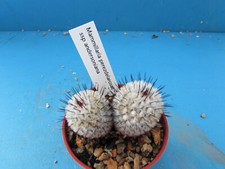 Mammillaria perezdelarosae ssp for sale  BIRMINGHAM