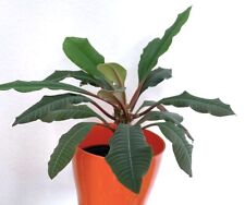 Zimmerpflanze spuckpalme madag gebraucht kaufen  Deutschland