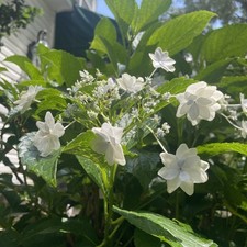 Rare hydrangea plant for sale  Daphne