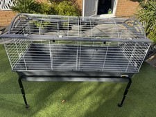 Full guinea pig for sale  DRONFIELD