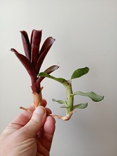 Bromeliad neoregelia mini for sale  LONDON