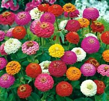 zinnias for sale  READING