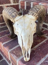 Bighorn sheep skull for sale  Valley Center