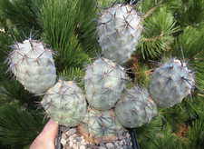 Kakteen kaktus tephrocactus gebraucht kaufen  Fraureuth