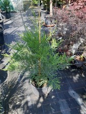 Sequoiadendron giganteum grün gebraucht kaufen  Dillingen a.d.Donau