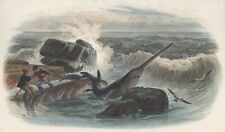 Marine squale requin d'occasion  France