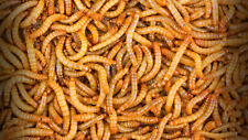 Live mealworms 000 for sale  Visalia