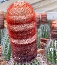 Semi melocactus amoenus usato  Napoli