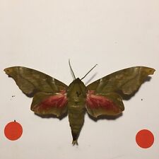 Butterfly moth spread for sale  Shipping to United Kingdom