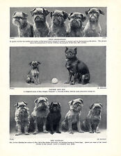 Brussels griffon dogs for sale  COLEFORD