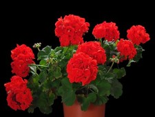Geranium horizon red for sale  DUDLEY