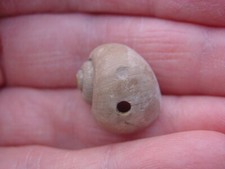 Rare naticid predated for sale  RINGWOOD