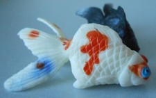 Tropical fish marine for sale  COVENTRY