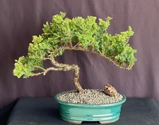 Juniper bonsai tree for sale  Patchogue